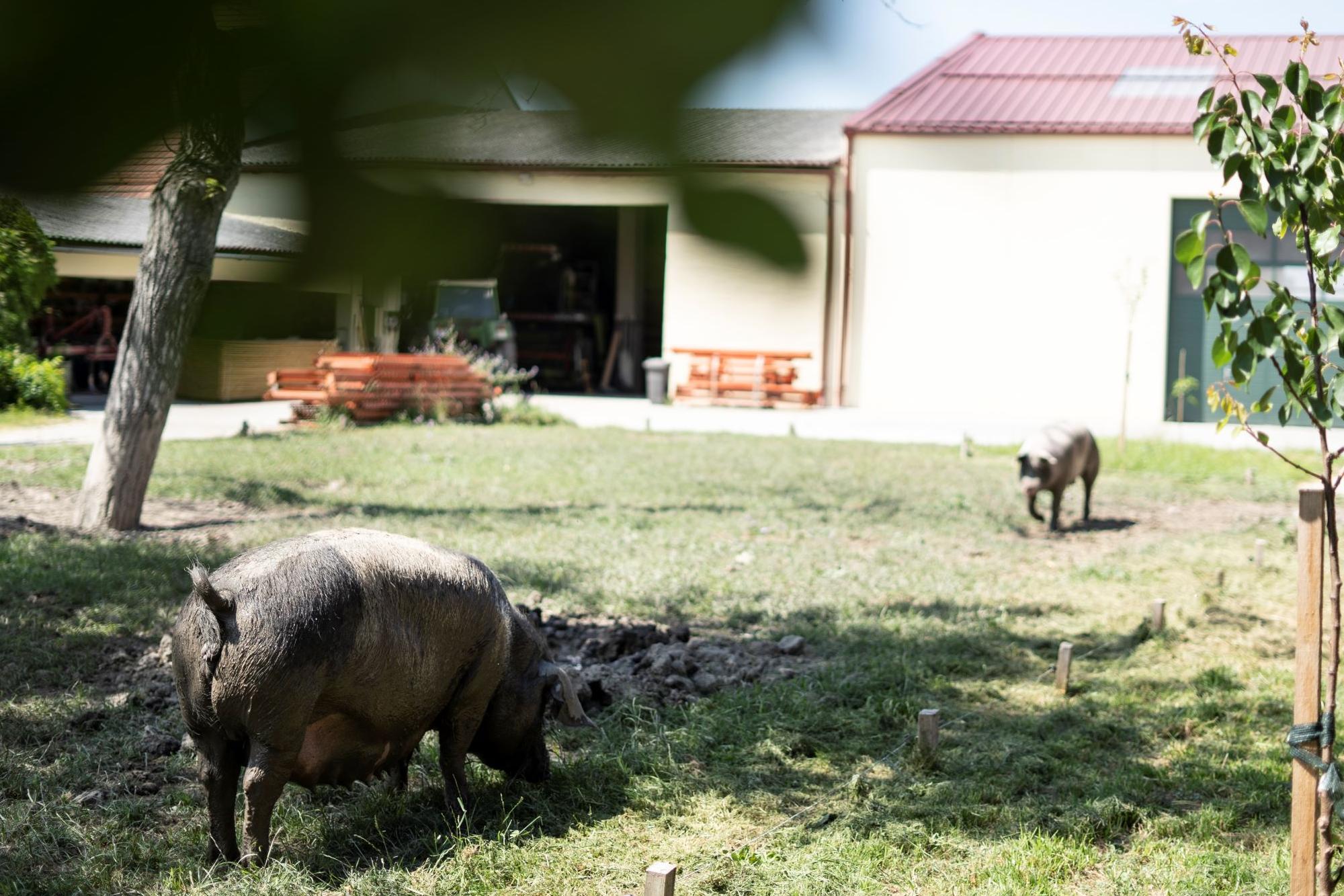 Zwei Schweine auf der Wiese am Biohof Maurer